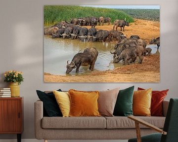 Grote groep Kaapse buffels drinken in Zuid Afrika bij een waterplaats