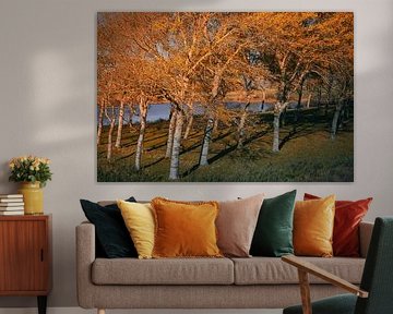 A dreamy autumn forest by Geert Van Baelen