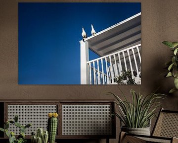 Enthusiastische Möwe