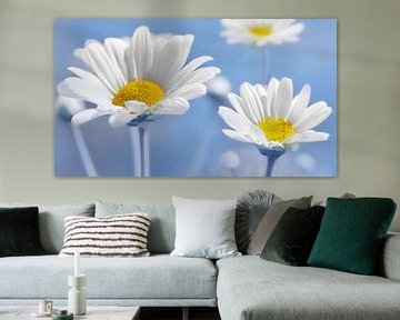 Daisies by Violetta Honkisz