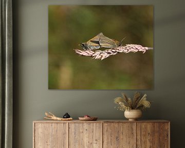 Braunkolbiger Braun-Dickkopffalter von Matthias Brix