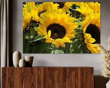 grote gele zonnebloemen by ChrisWillemsen