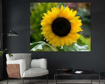 sunflower van ChrisWillemsen