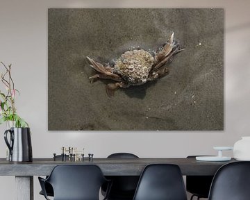Krabbe am Strand von Matthias Brix