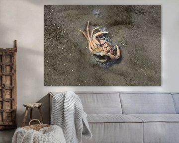 Krabbe am Strand von Matthias Brix