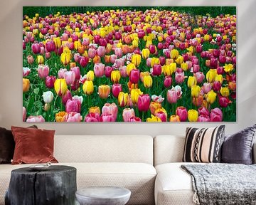field with tulips by ChrisWillemsen
