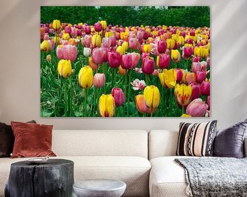 veld met tulpen