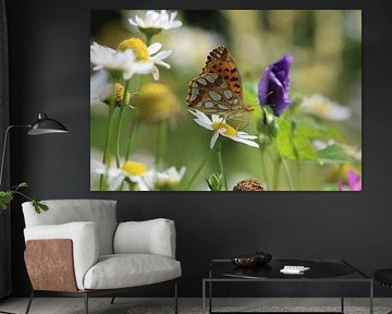 Small mother-of-pearl butterfly by Matthias Brix