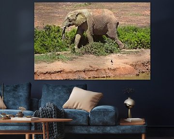 ein Elefant nach einem Schlammbad von Werner Lehmann