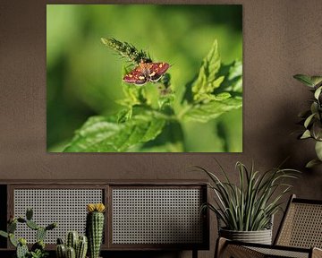 European gold borer / mint moth by Matthias Brix