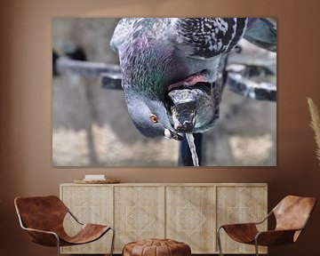 GREY DOVE by Miroslav Ptacek