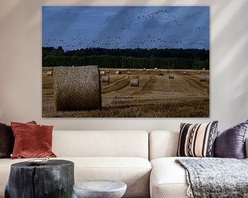 BALTIQUE 1 sur Miroslav Ptacek