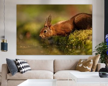 Drinkende eekhoorn aan bosrand met zachte bokeh van KB Design & Photography (Karen Brouwer)