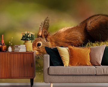 Drinkende eekhoorn aan bosrand met zachte bokeh