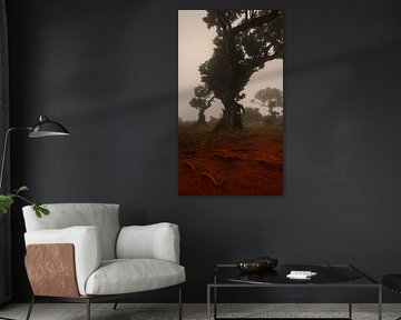 Mysterieus Fanal Forest met Mist en Koeien