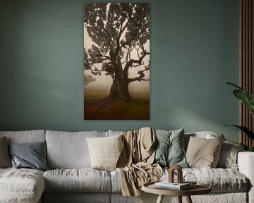 Mysterieus Fanal Forest met Mist en Koeien