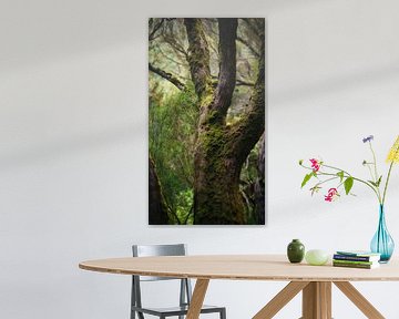 Bossen en Watervallen bij 25 Fontes