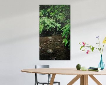 Green jungle in Madeira by Chris Snoek