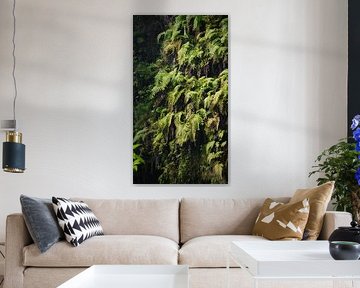 Green jungle in Madeira by Chris Snoek