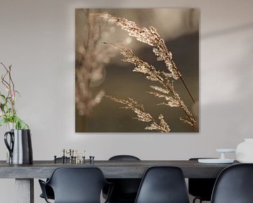 Wintergras im ruhigen Morgenlicht von Skarvaan by Benedict Gertz