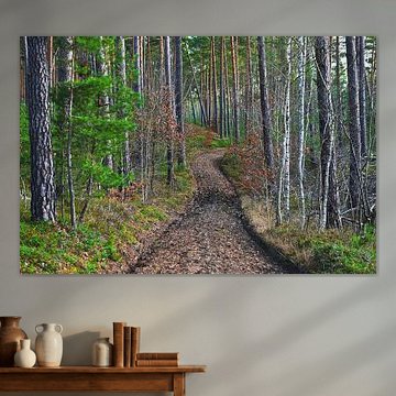 Gesunder, winterlicher Kiefernwald in Brandenburg