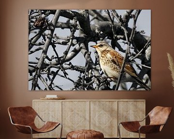 Grive musicienne et pomme desséchée - 