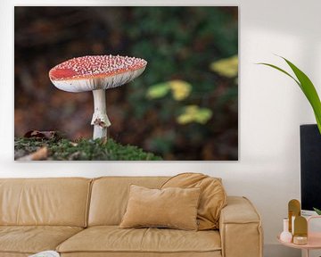  Amanita muscaria or fly agaric  von ChrisWillemsen