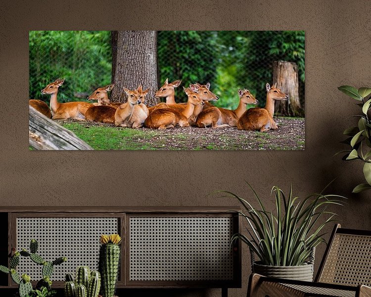 Aperçu de la chambre