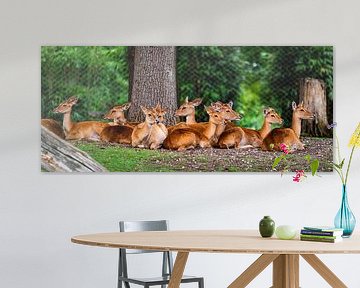 Herten op een rij. van Paul de Kok