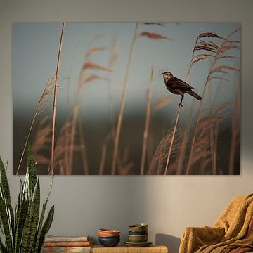 Serie Teichrohrsänger