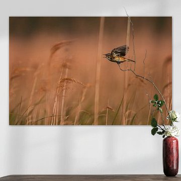 Serie Teichrohrsänger