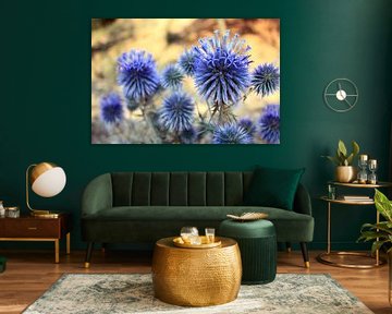 Echinops sur Alienbird