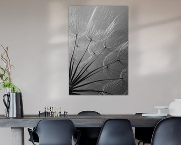 Black and white: Fluff in the light by Marjolijn van den Berg