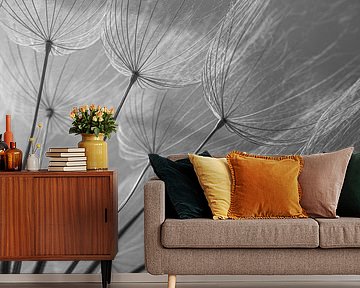 Black and white: Fluff in the light by Marjolijn van den Berg