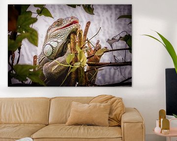 Groene Leguaan in zijn Natuurlijke Element. van Paul de Kok