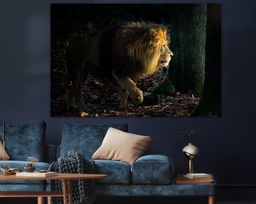 Koning van het woud – Leeuw in het spel van licht en schaduw van Paul de Kok
