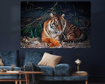 Majestueuze Siberische tijger in rust. van Paul de Kok