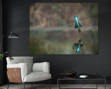 Kingfisher Tauchgang/Kingfisher Tauchgang von Dick Slagman