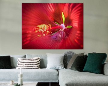 The Heart of the Hibiscus by Rob van der Wal