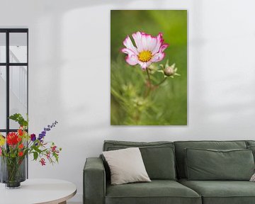 Cosmea 'Pink Edge' by Dagmar Hijmans