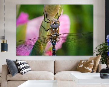 Libellule majestueuse sur Rob van der Wal