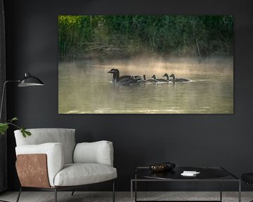 Grauwe gans met jongen