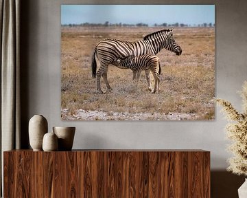 Hartmann's mountain zebra met jong van Willemijn Wolthaus