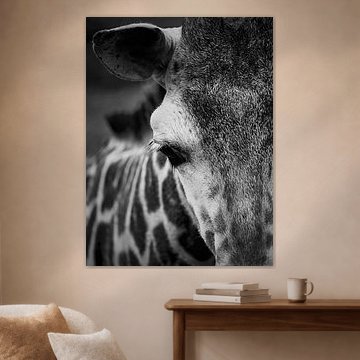 Giraffe in Schwarz und Weiß