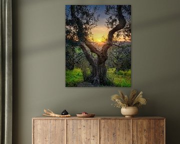 Olijfboom en ondergaande zon in Santa Luce, Toscane van Stefano Orazzini