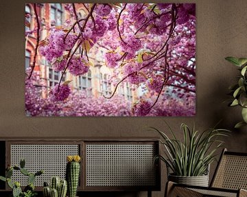 Rosa Blüte in Gent von Nancy Pauwels Photo