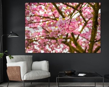 Kirschblüte Detail von Nancy Pauwels Photo