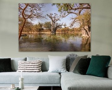 Senegal; Zwei Wächter im Wasser: Baobabs im Delta von Dirk Lahuis