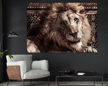 Sénégal ; Bandia ; Le Lion ; Les yeux dans les yeux avec la force primitive