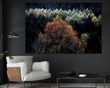 BAVARIAN FOREST 1 by Miroslav Ptacek